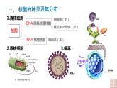 2.5 核酸是遗传信息的携带者-课件（人教版2019必修1）