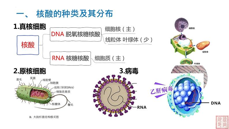 2.5 核酸是遗传信息的携带者-课件（人教版2019必修1）03