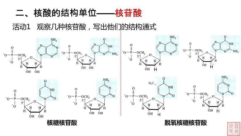 2.5 核酸是遗传信息的携带者-课件（人教版2019必修1）04