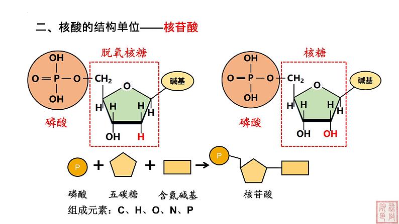 2.5 核酸是遗传信息的携带者-课件（人教版2019必修1）05