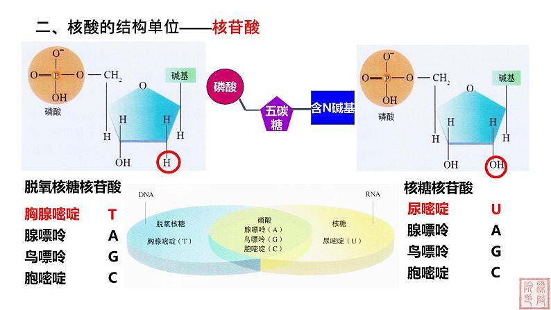 2.5 核酸是遗传信息的携带者-课件（人教版2019必修1）06