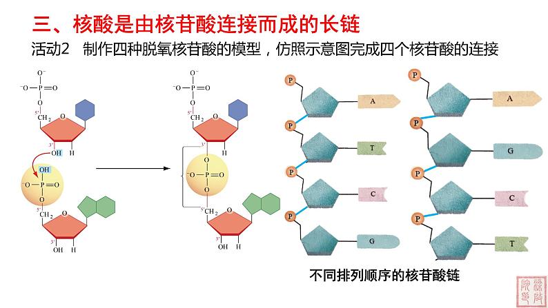 2.5 核酸是遗传信息的携带者-课件（人教版2019必修1）07