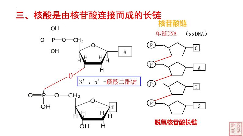 2.5 核酸是遗传信息的携带者-课件（人教版2019必修1）08