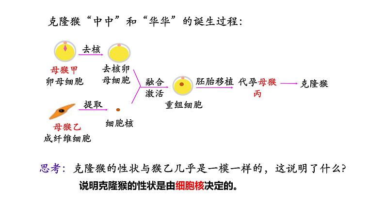 高中生物 细胞核的结构和功能 课件03