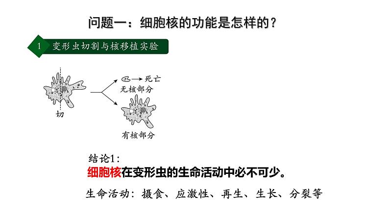 高中生物 细胞核的结构和功能 课件04