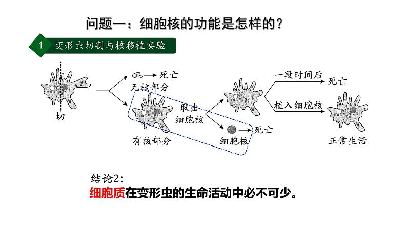 高中生物 细胞核的结构和功能 课件06