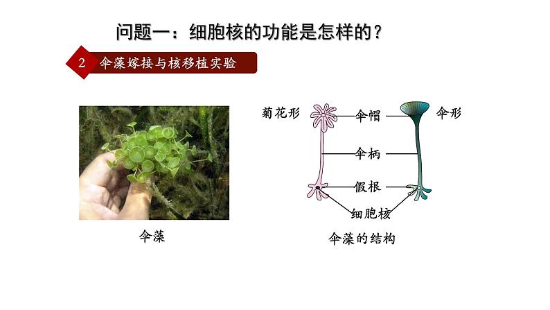 高中生物 细胞核的结构和功能 课件08