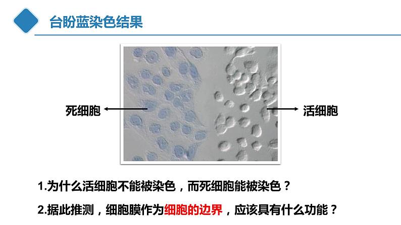 高中生物 细胞膜的结构和功能 课件第3页