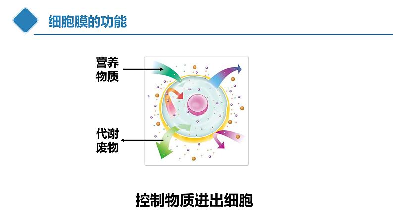 高中生物 细胞膜的结构和功能 课件第5页