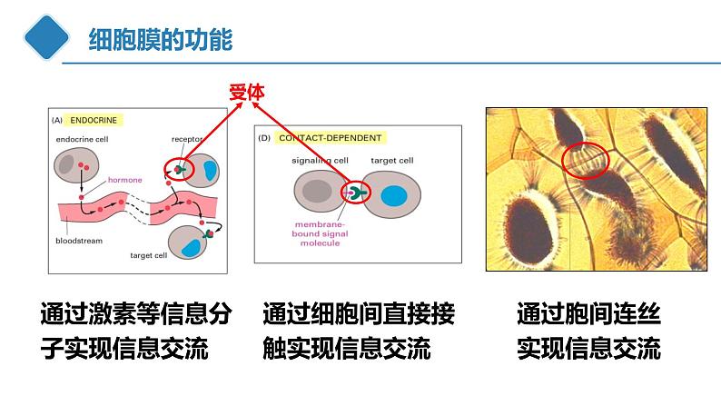 高中生物 细胞膜的结构和功能 课件第7页