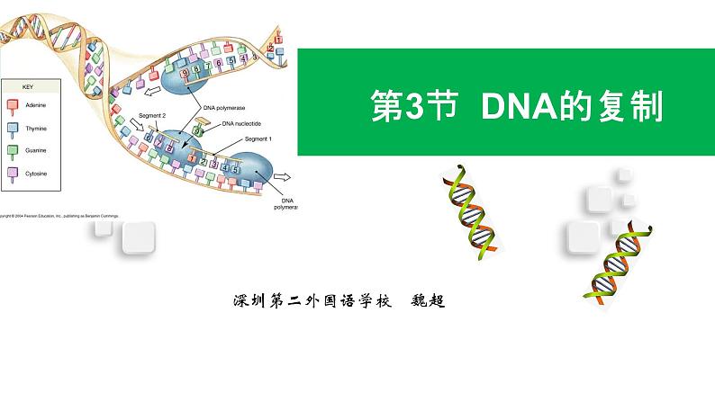 高中生物 DNA的复制 课件第1页