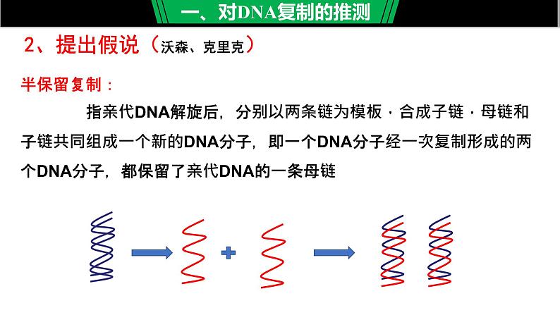 高中生物 DNA的复制 课件第8页