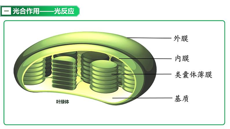 高中生物 光合作用的原理和应用（第一课时） 课件第7页