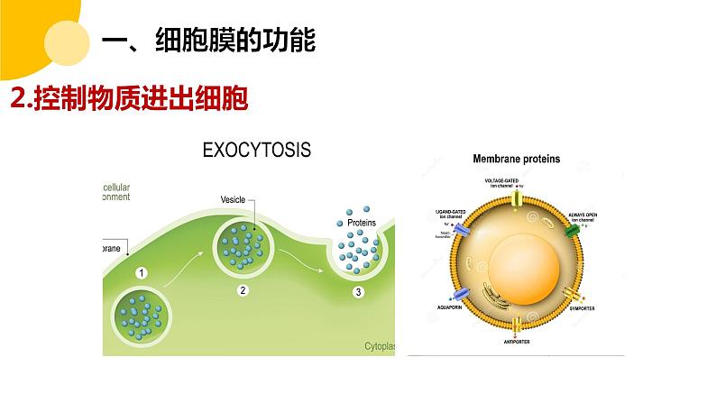 高中生物 细胞膜的结构和功能（微课）课件第7页