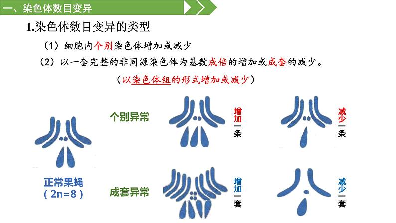 高中生物 必修二 染色体变异 课件第4页