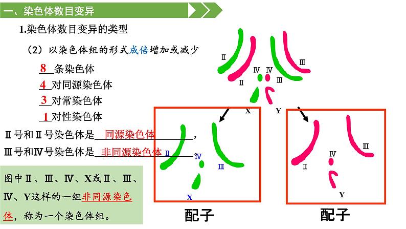 高中生物 必修二 染色体变异 课件第6页