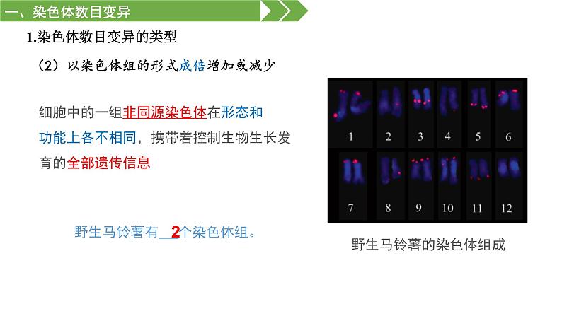 高中生物 必修二 染色体变异 课件第7页