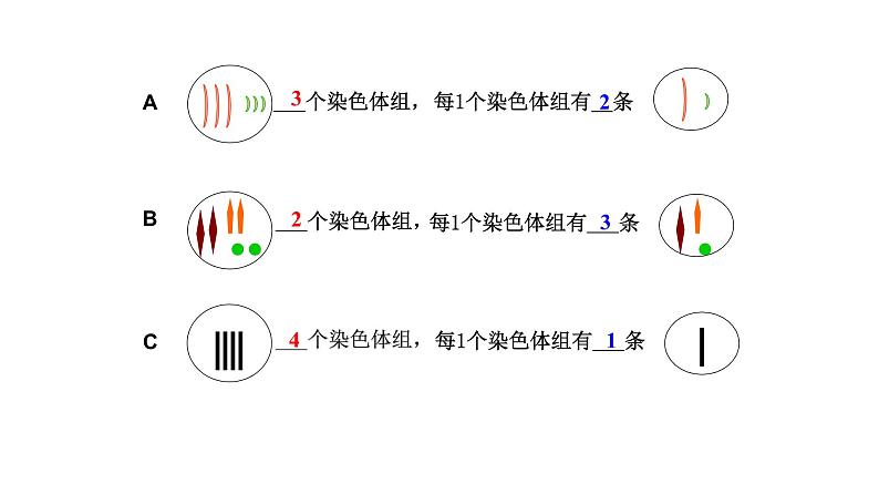 高中生物 必修二 染色体变异 课件第8页