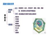 高中生物 细胞器之间的分工合作（第1课时） 课件