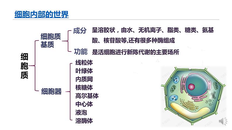 高中生物 细胞器之间的分工合作（第1课时） 课件04