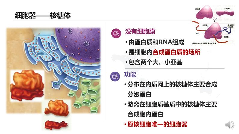 高中生物 细胞器之间的分工合作（第1课时） 课件07