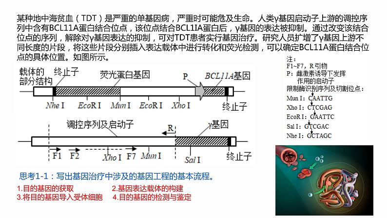 高中生物 基因工程的应用 课件02