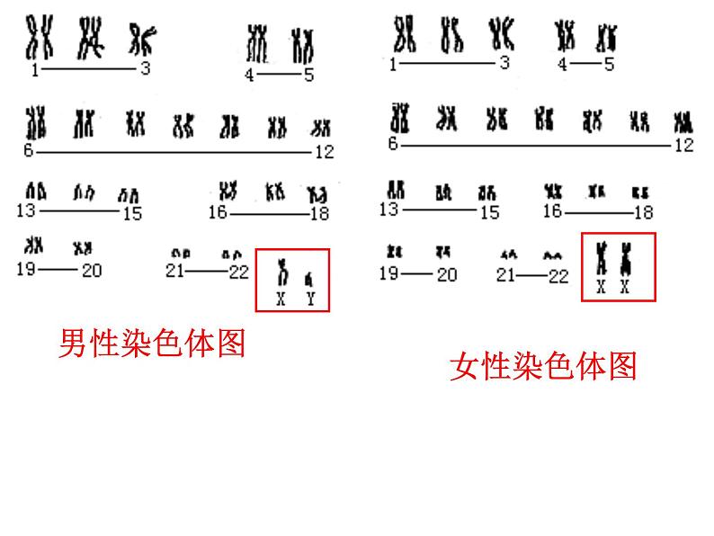 高中生物 伴性遗传 课件第7页