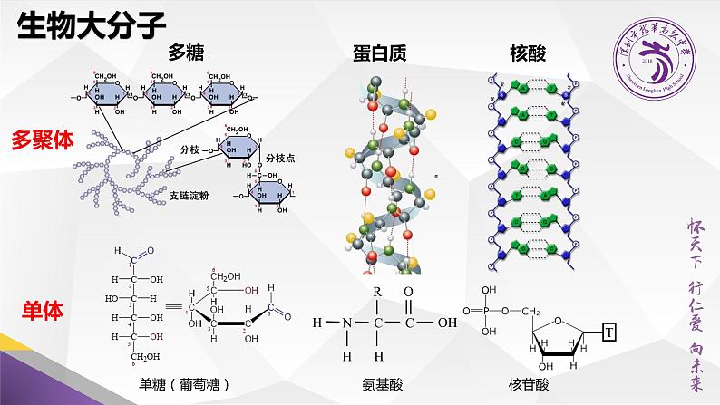 高中生物 生物大分子以碳链为骨架 课件06