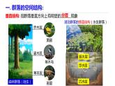 高中生物 群落的结构 （第二课时） 课件
