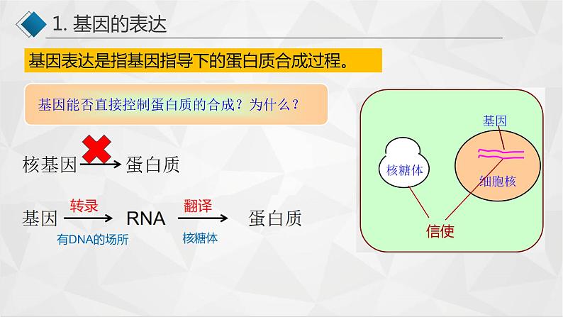 高中生物 基因指导蛋白质的合成（基因的表达）  课件第2页