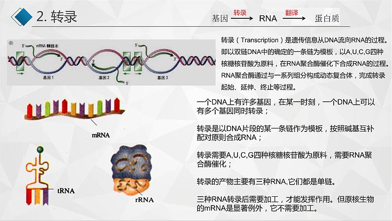 高中生物 基因指导蛋白质的合成（基因的表达）  课件第3页