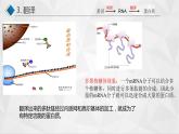 高中生物 基因指导蛋白质的合成（基因的表达）  课件