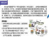 高中生物 重组DNA技术的基本工具 课件