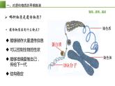 高中生物 DNA是主要的遗传物质 课件