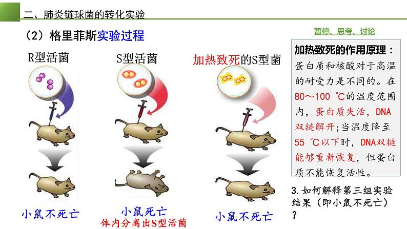 高中生物 DNA是主要的遗传物质 课件第7页