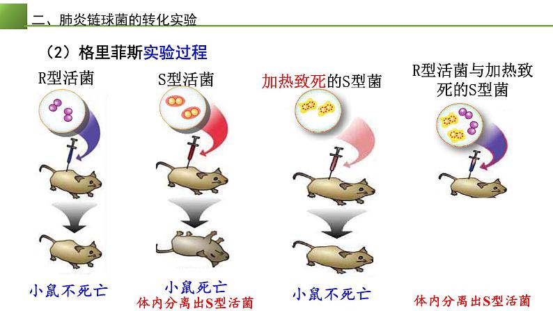 高中生物 DNA是主要的遗传物质 课件第8页