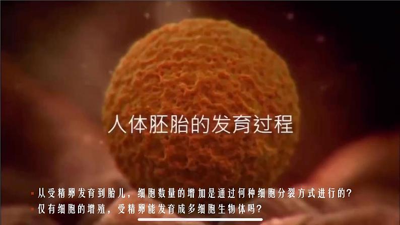 高中生物 细胞的分化 课件02