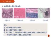 高中生物 细胞的分化 课件