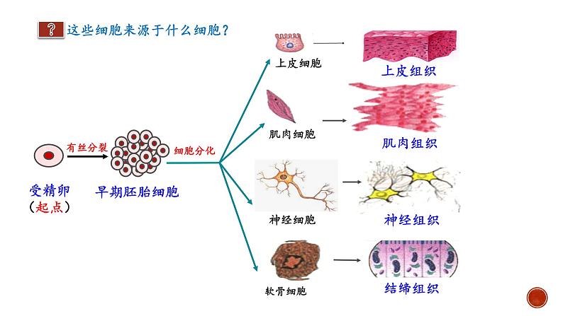 高中生物 细胞的分化 课件04