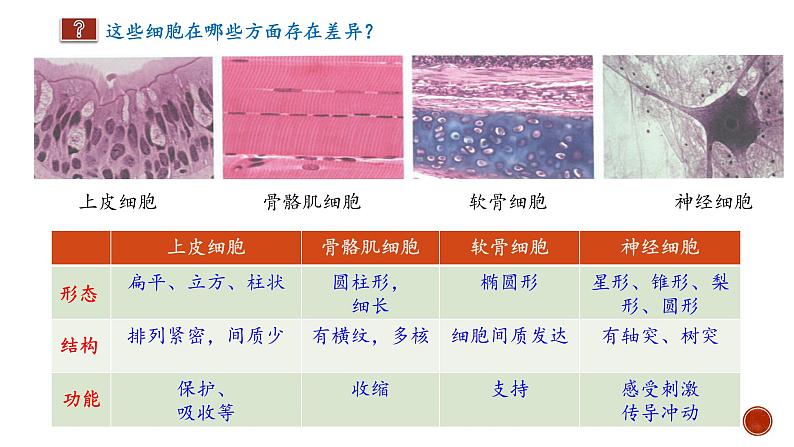 高中生物 细胞的分化 课件05