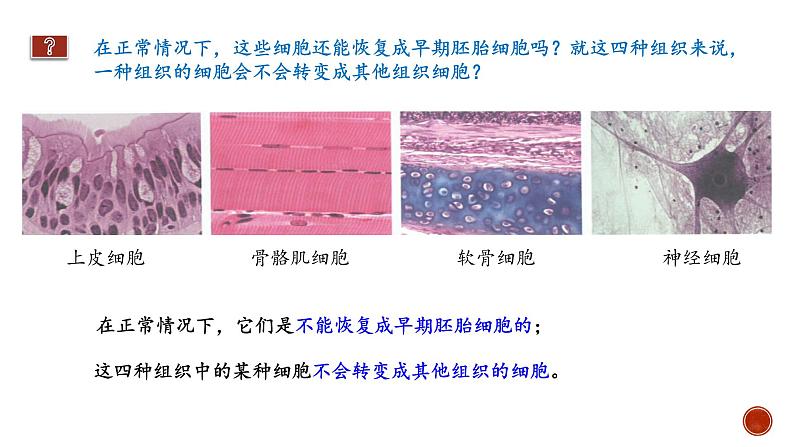 高中生物 细胞的分化 课件06