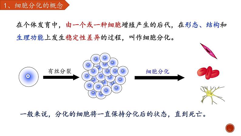 高中生物 细胞的分化 课件08