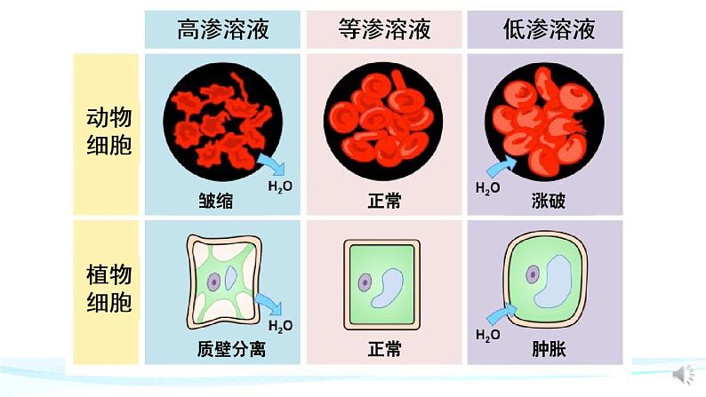 高中生物 被动运输（第2课时） 课件02