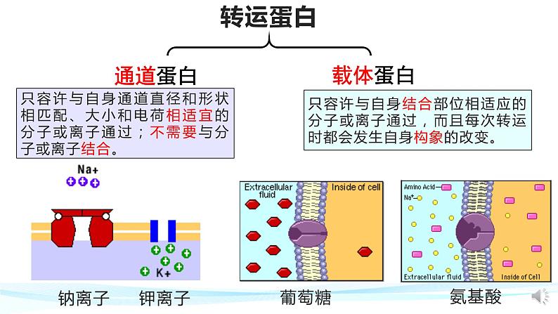 高中生物 被动运输（第2课时） 课件08