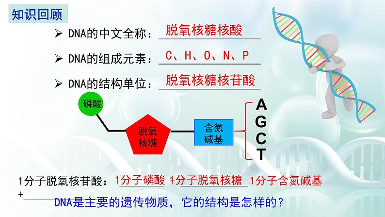 高中生物 DNA的结构 课件第3页