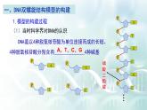 高中生物 DNA的结构 课件