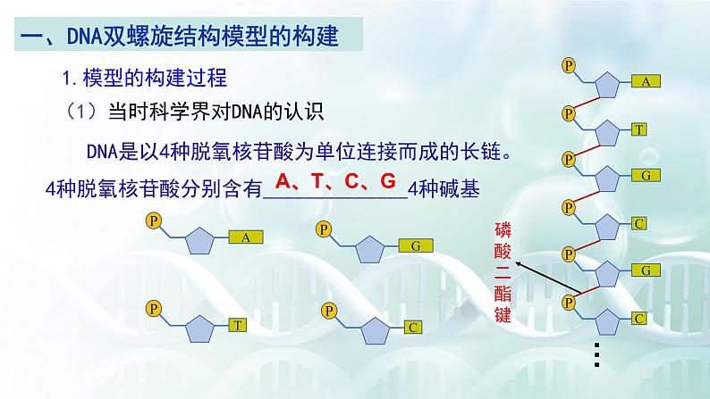 高中生物 DNA的结构 课件第4页