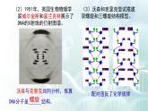 高中生物 DNA的结构 课件