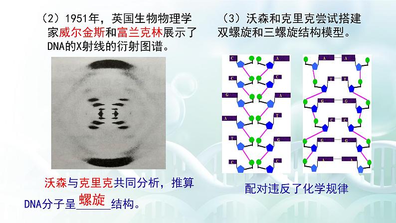 高中生物 DNA的结构 课件第5页