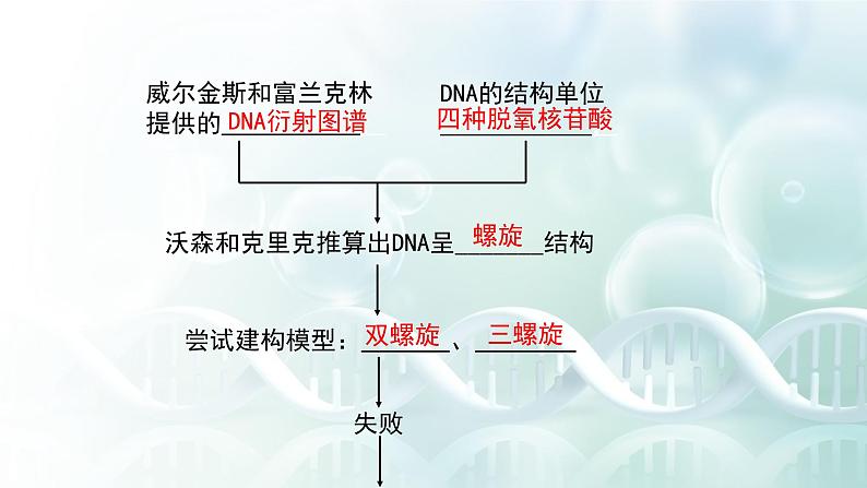 高中生物 DNA的结构 课件第6页